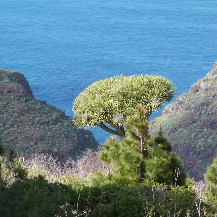 Eine große Pflanze mit dichten grünen Blättern steht auf einem Hügel, umgeben von weiterer Vegetation. Im Hintergrund erstreckt sich das blaue Meer, eingerahmt von steilen, bewachsenen Klippen.