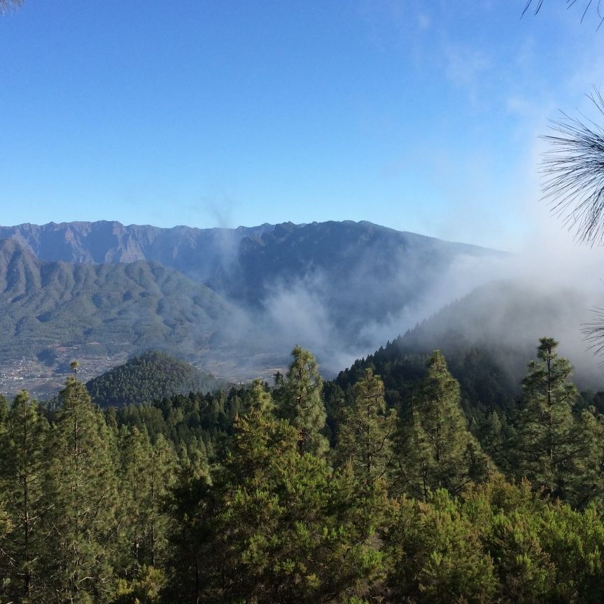 Eine Landschaft mit einem Wald im Vordergrund, darüber schwebende Nebelschwaden und im Hintergrund eine Bergkette unter klarem blauen Himmel.