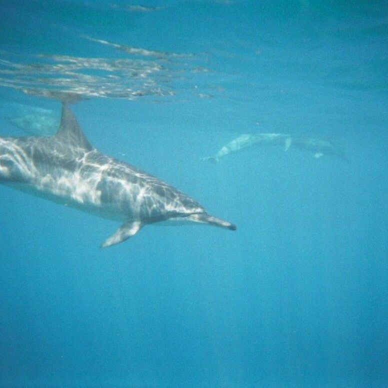 Unter Wasser schwimmt ein Delfin von links nach rechts. Das Licht fällt durch die Wasseroberfläche und erzeugt Muster auf dem Delfin. Im Hintergrund ist ein weiterer Delfin schemenhaft zu erkennen.