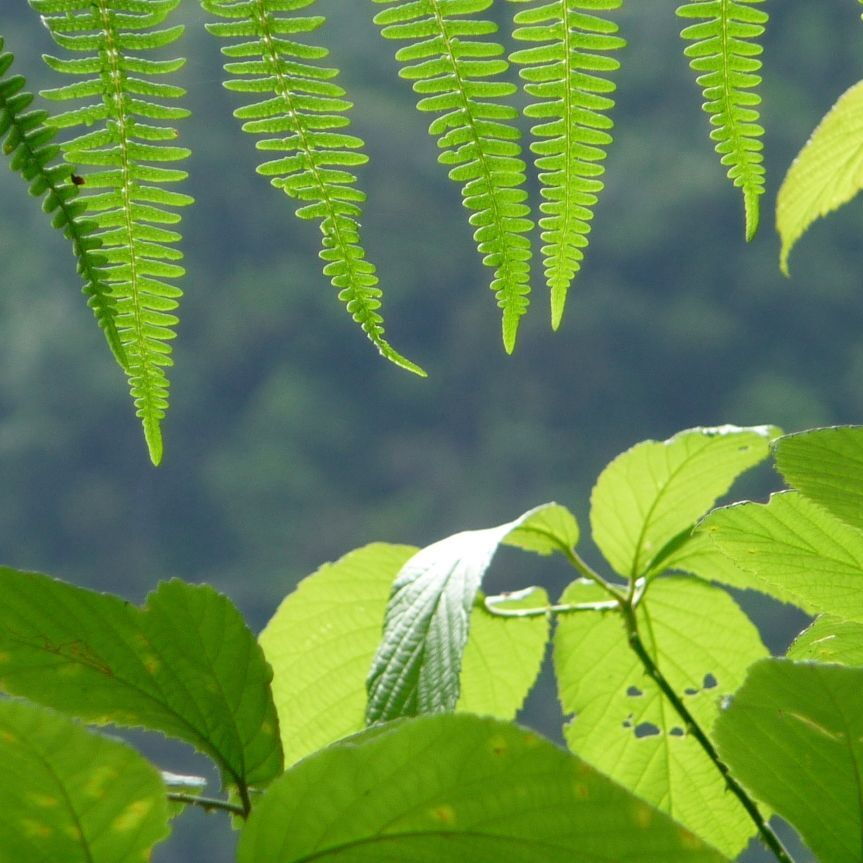 Grüne Farnblätter hängen oben im Bild, darunter große grüne Blätter mit vereinzelten Löchern. Der Hintergrund ist verschwommen und zeigt eine Landschaft in verschiedenen Grüntönen.