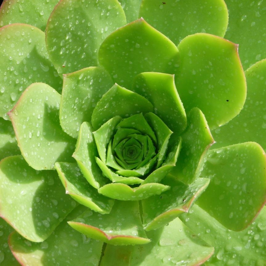 Nahaufnahme einer grünen Sukkulente mit symmetrisch angeordneten Blättern. Die Blätter haben einen leichten Rosa-Ton an den Spitzen und sind mit Wassertropfen bedeckt.