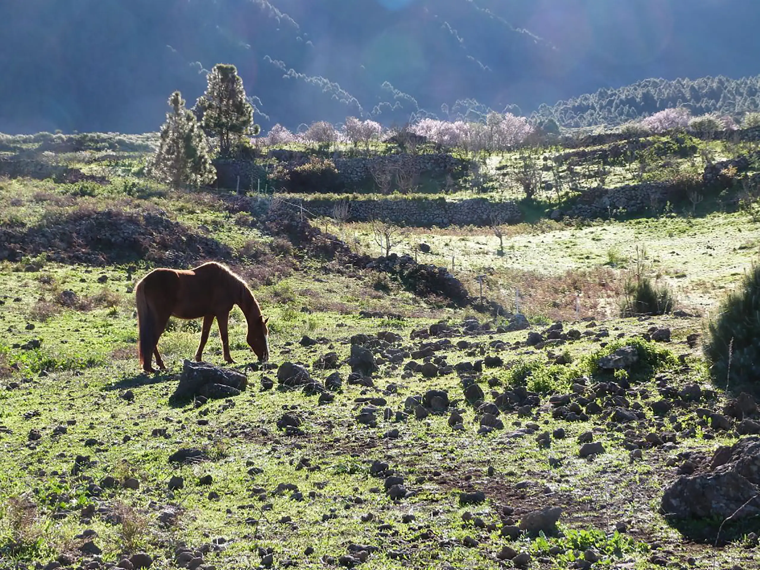 Ein braunes Pferd grast auf einer Wiese mit vereinzelten Steinen, umgeben von Bäumen und sanften Hügeln im Hintergrund. Sonnenstrahlen beleuchten die Landschaft und erzeugen eine friedliche Atmosphäre.